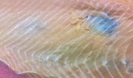 三文鱼最新爆料视频,揭秘幕后真相与惊人内幕